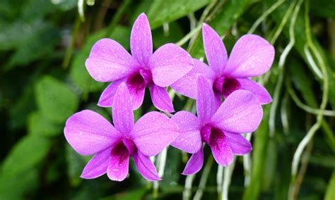 Dendrobium Orchid: Beginner's Care Guide .